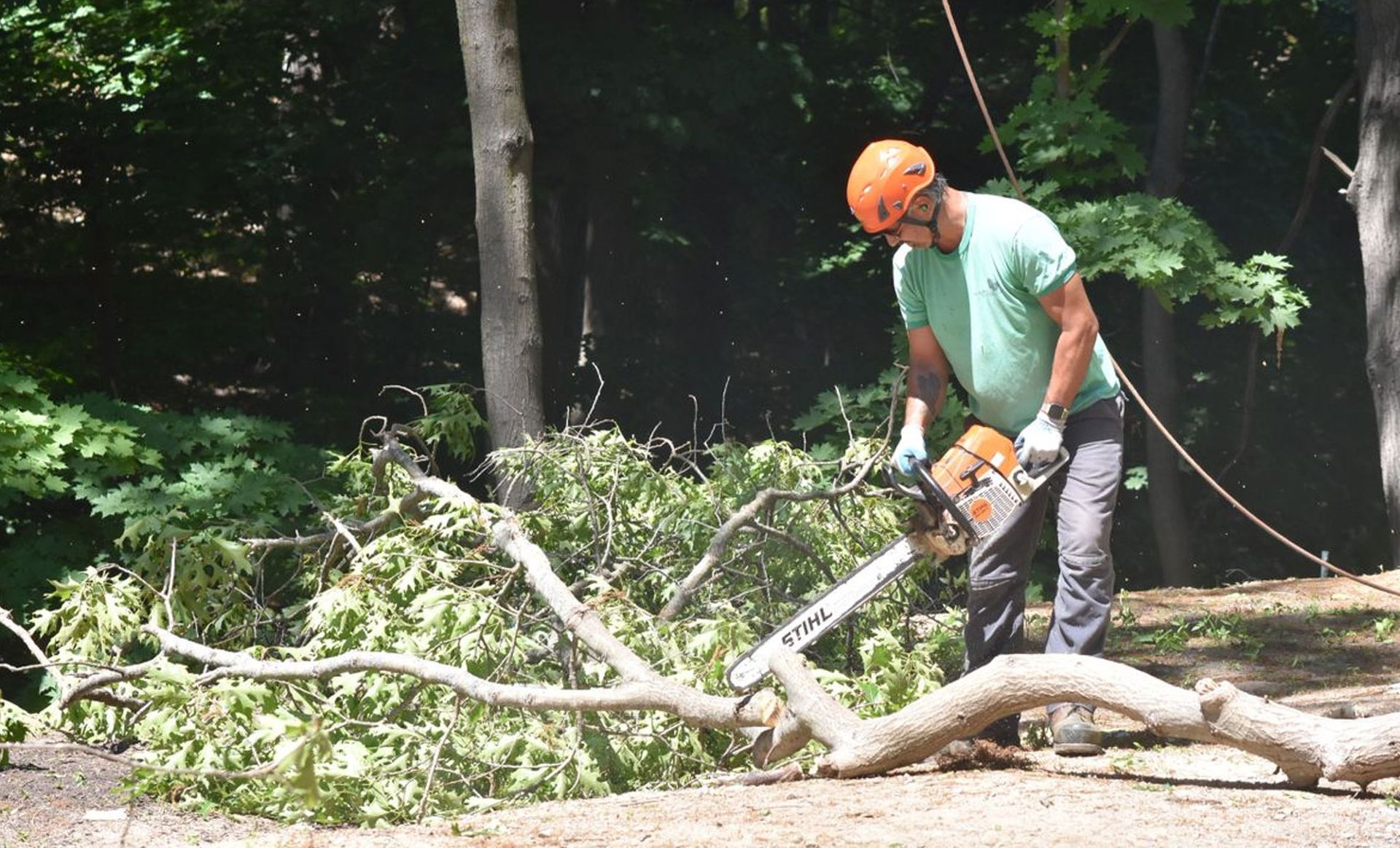 Northern Essex Tree Service