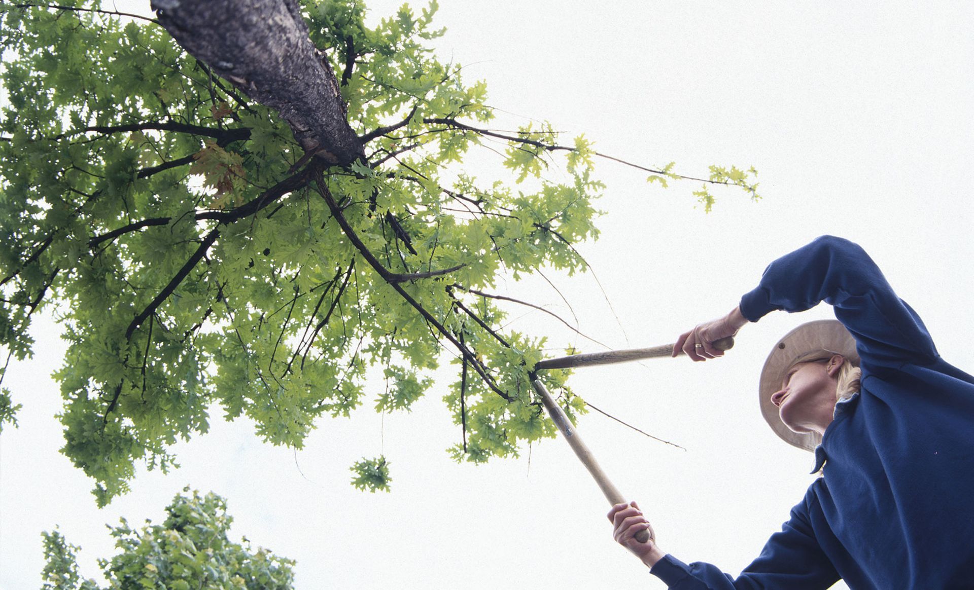 Northern Essex Tree Service