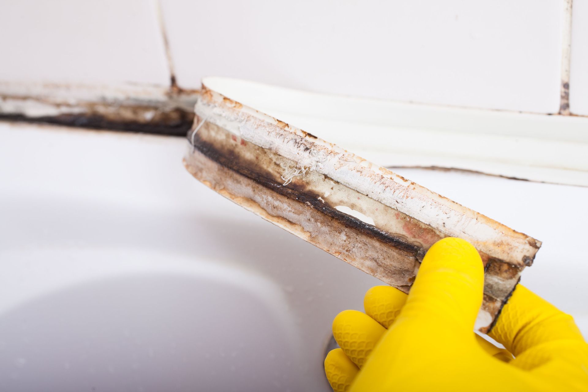 mold inspection