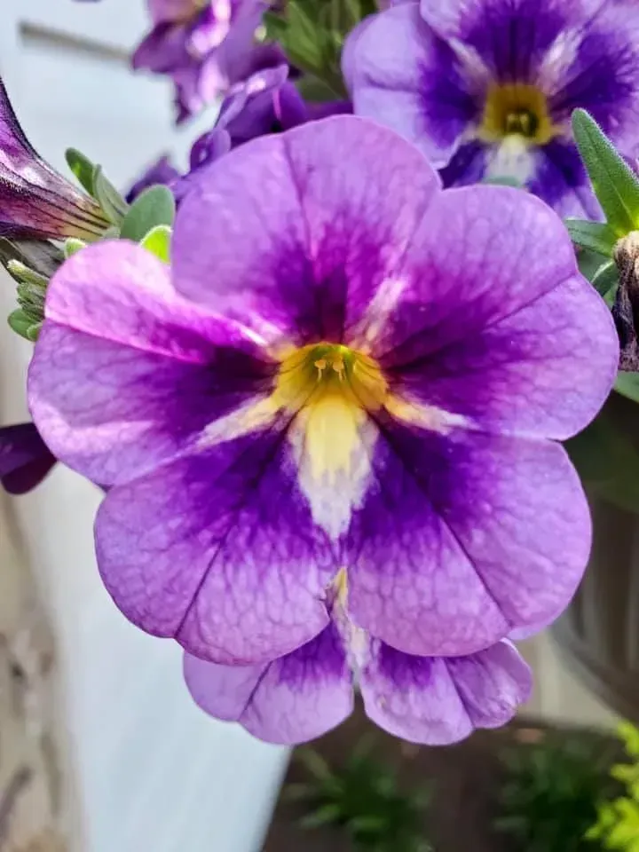 Purple and white petunia flower, yellow center, in a garden setting.