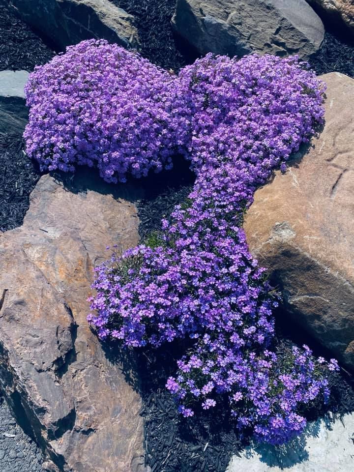 Purple creeping phlox blooming among rocks and dark mulch.