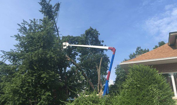 Tree service