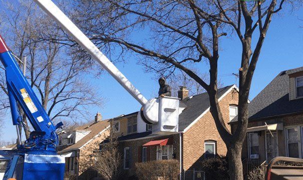 Tree service
