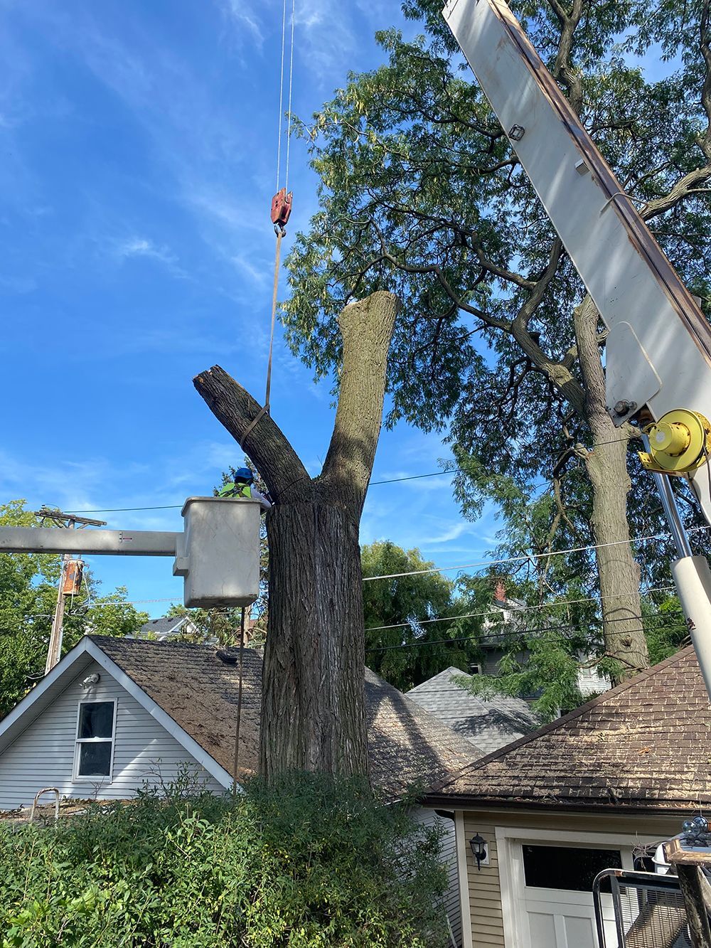 Tree service