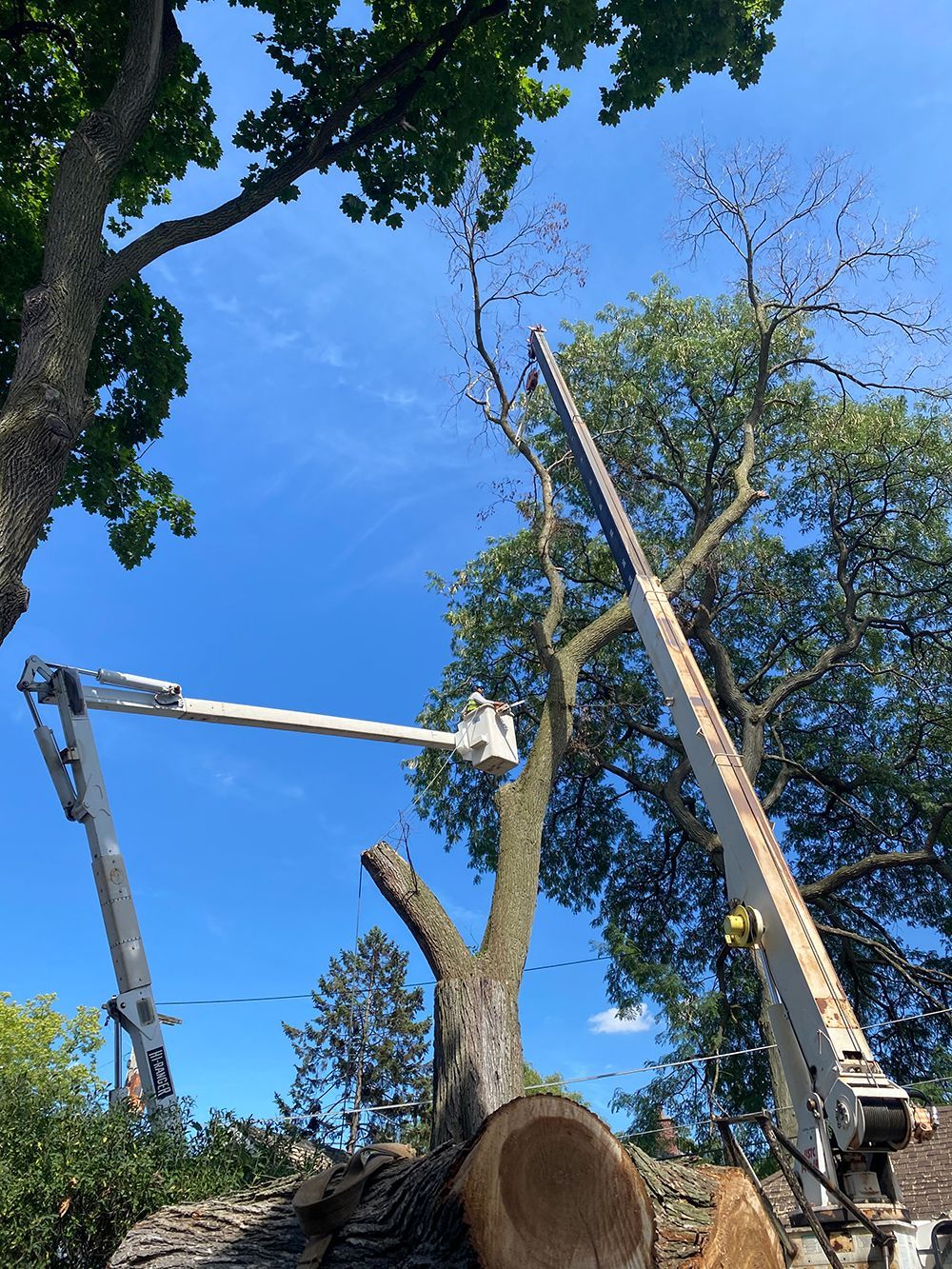 Arborist | Cesar's Tree Service | Oak Lawn, IL