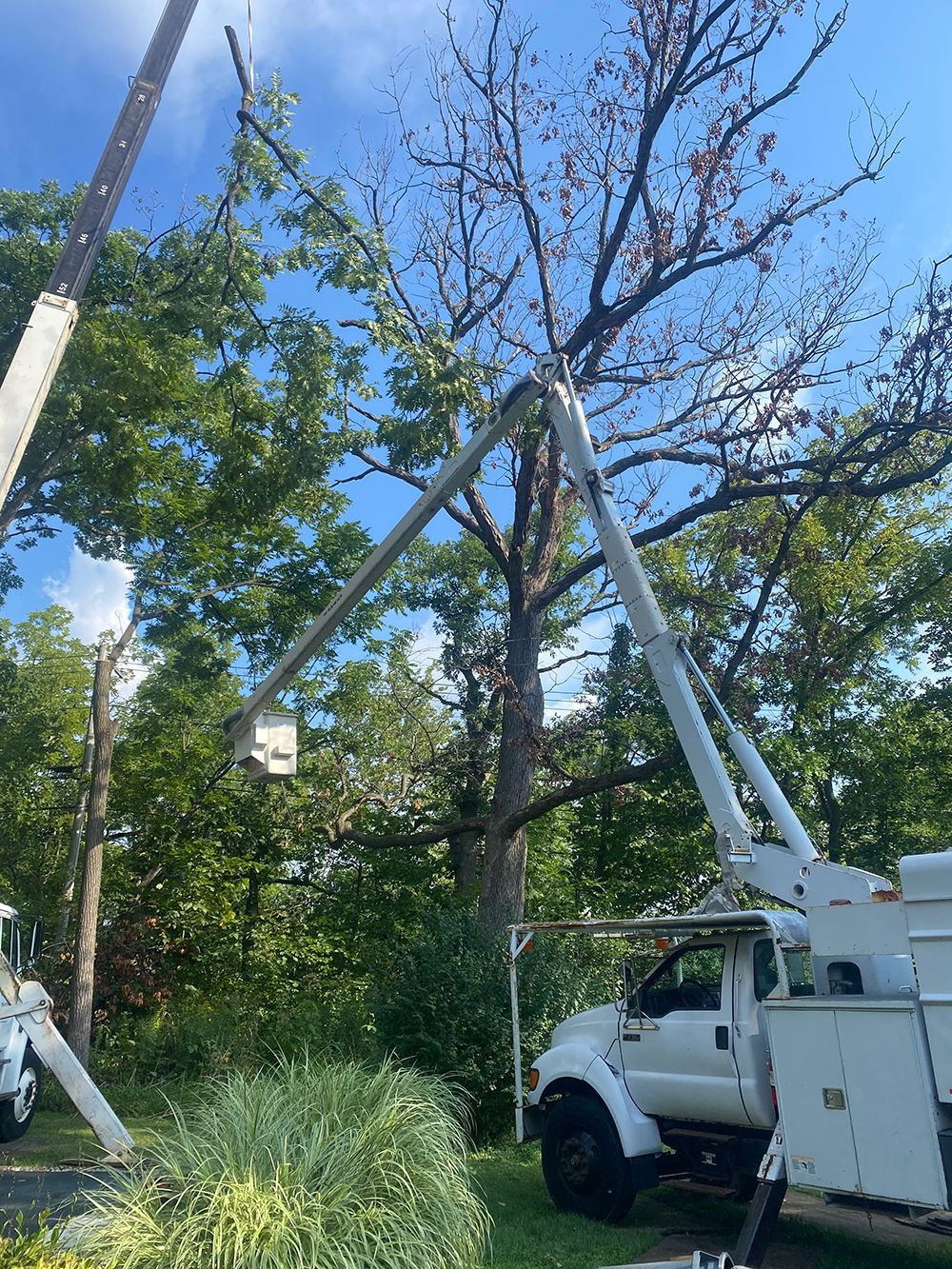 Tree service