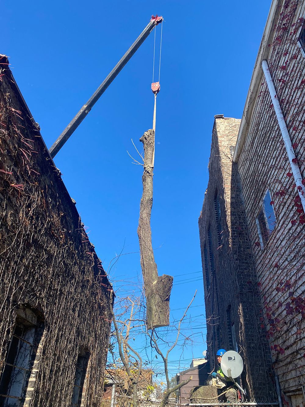 Tree service