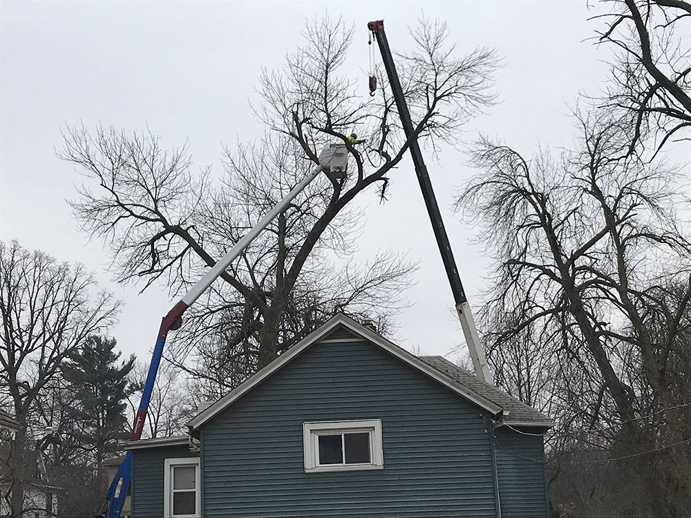 Tree service