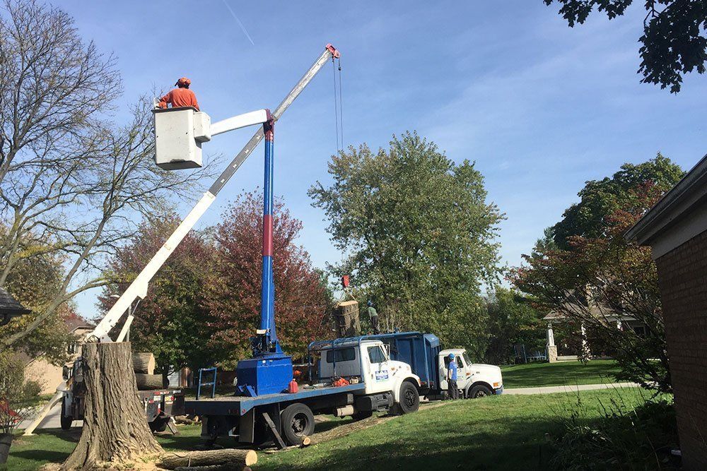 Tree service