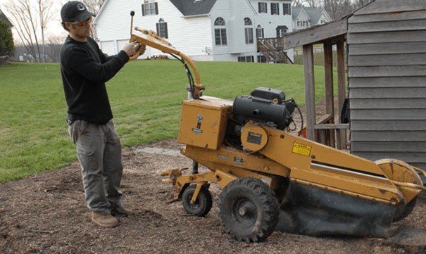 Tree service