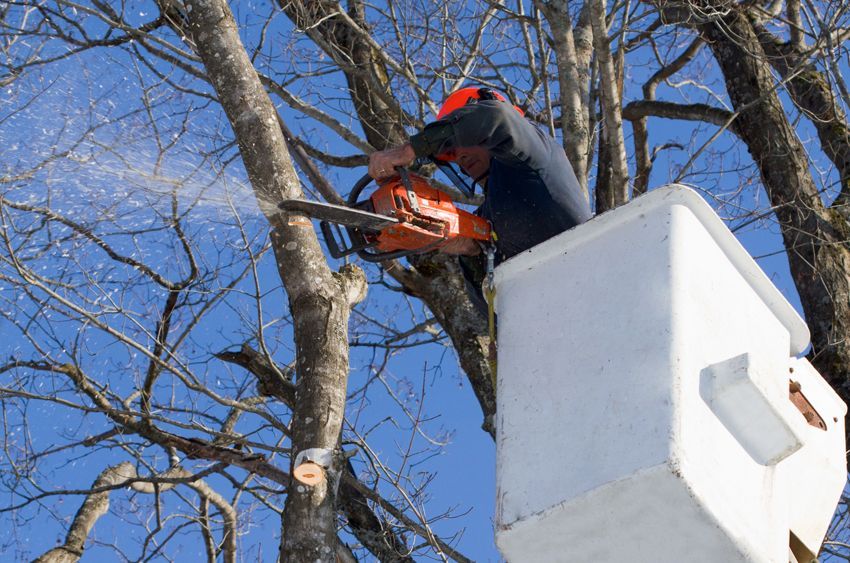 Tree trimming