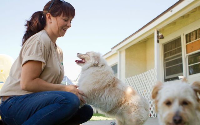 da2plp vaccine for dogs