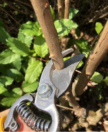 Pruning shears cutting a brown plant stem among green leaves