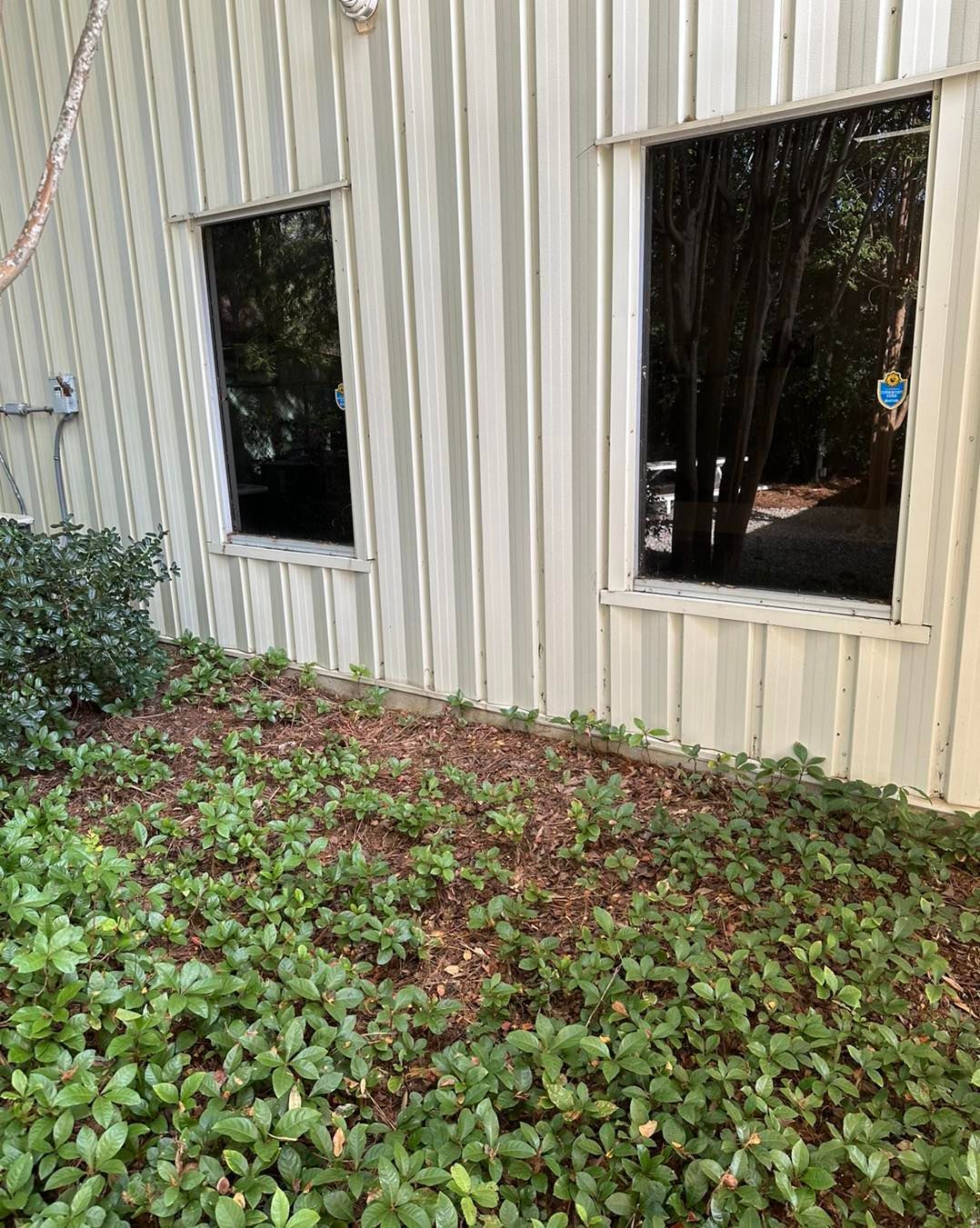 Two windows with dark, reflective glass on a vertical light-colored metal wall, overlooking a low-growing green shrub bed.