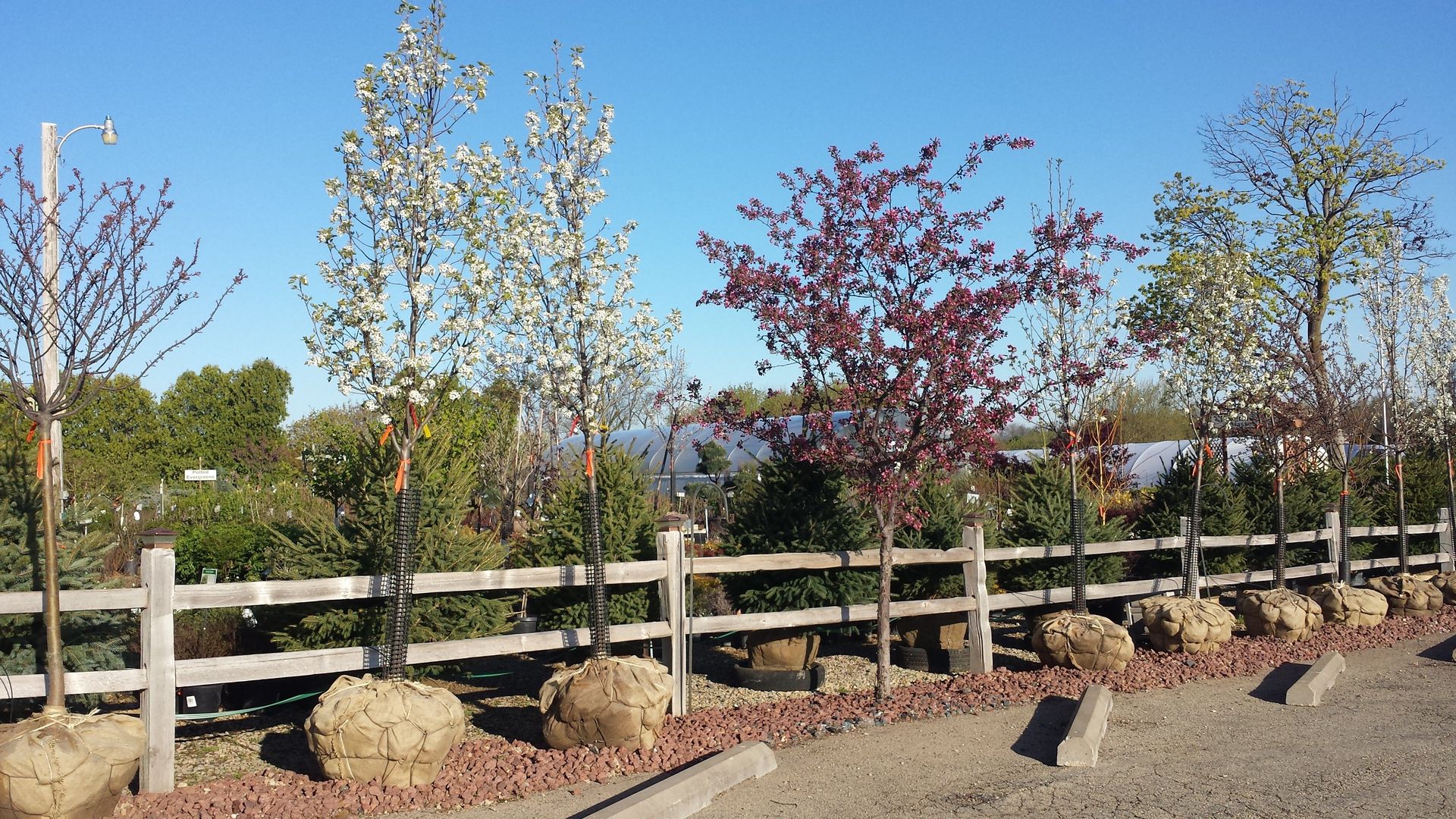 Trees, Flowers & Shrubs Dubuque, IA Wagner Nursery Inc
