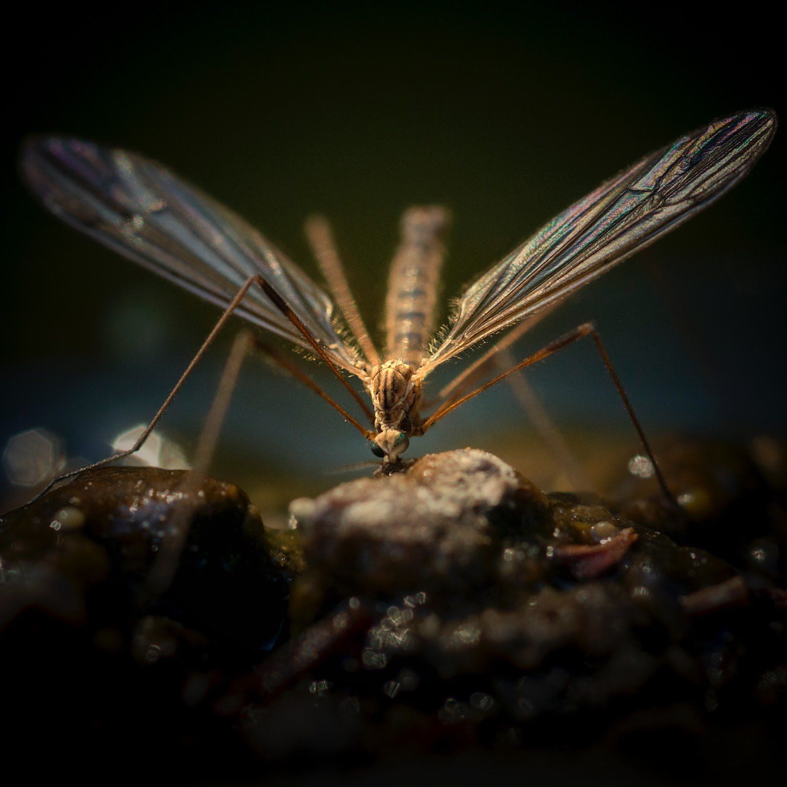 Crane fly with translucent wings feeding on a dark, textured surface.