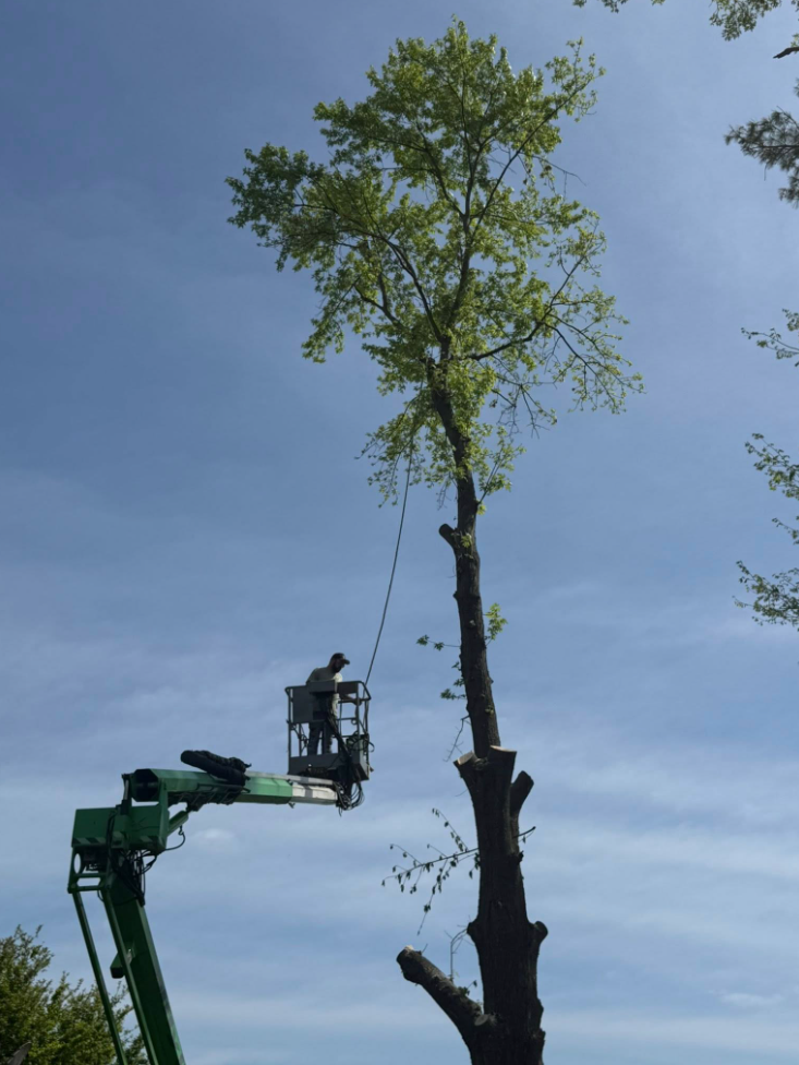 A tree being trimmed by a worker in a green lift against a blue sky.