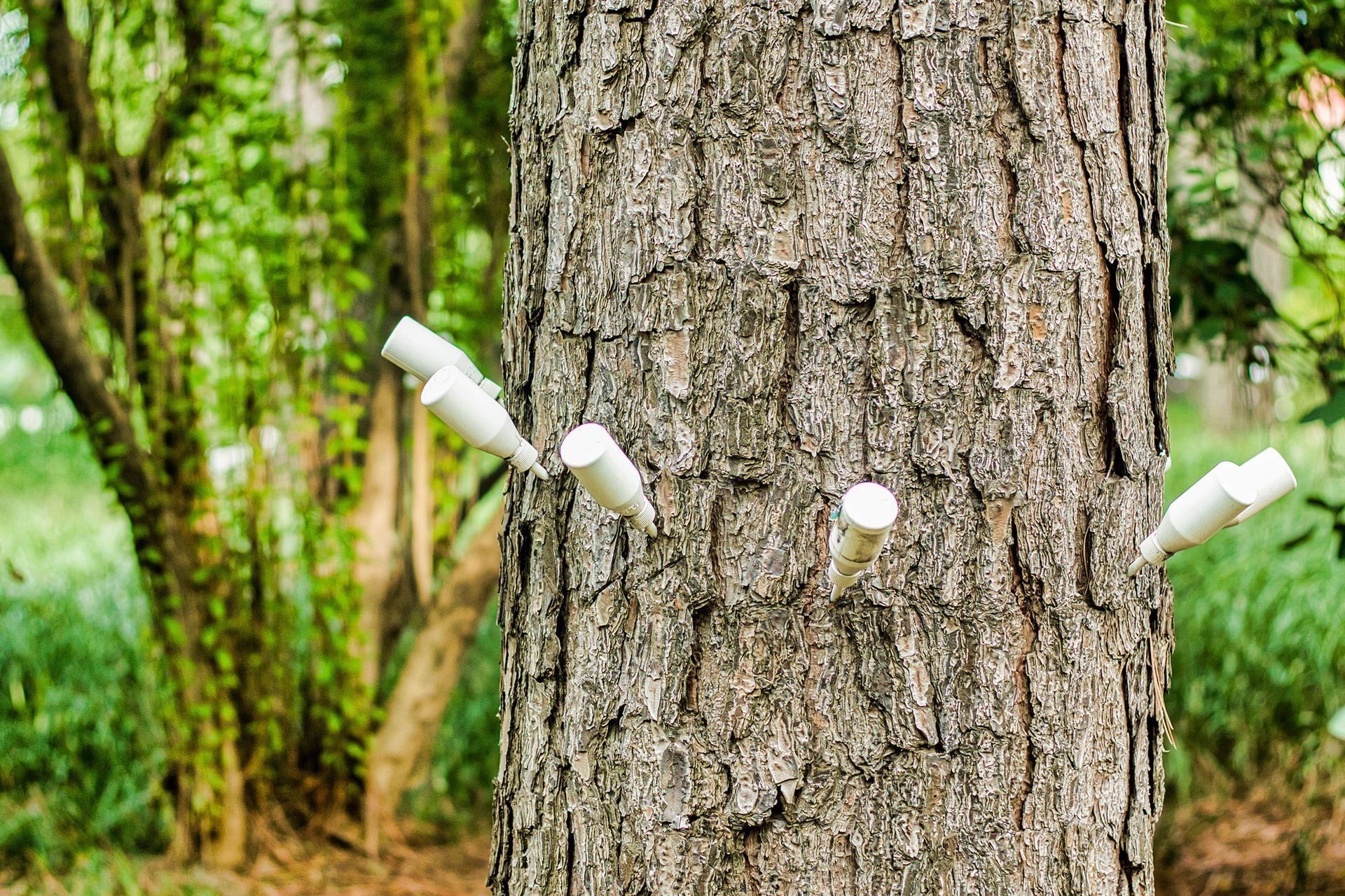 local tree service