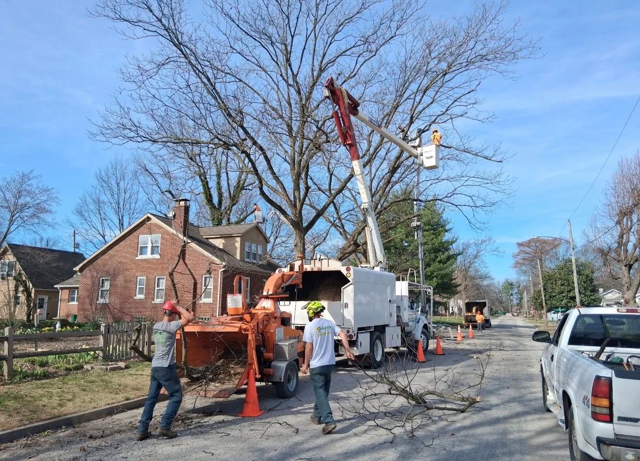 Utility workers are using a wood chipper and a bucket truck to trim a large tree on a residential street.