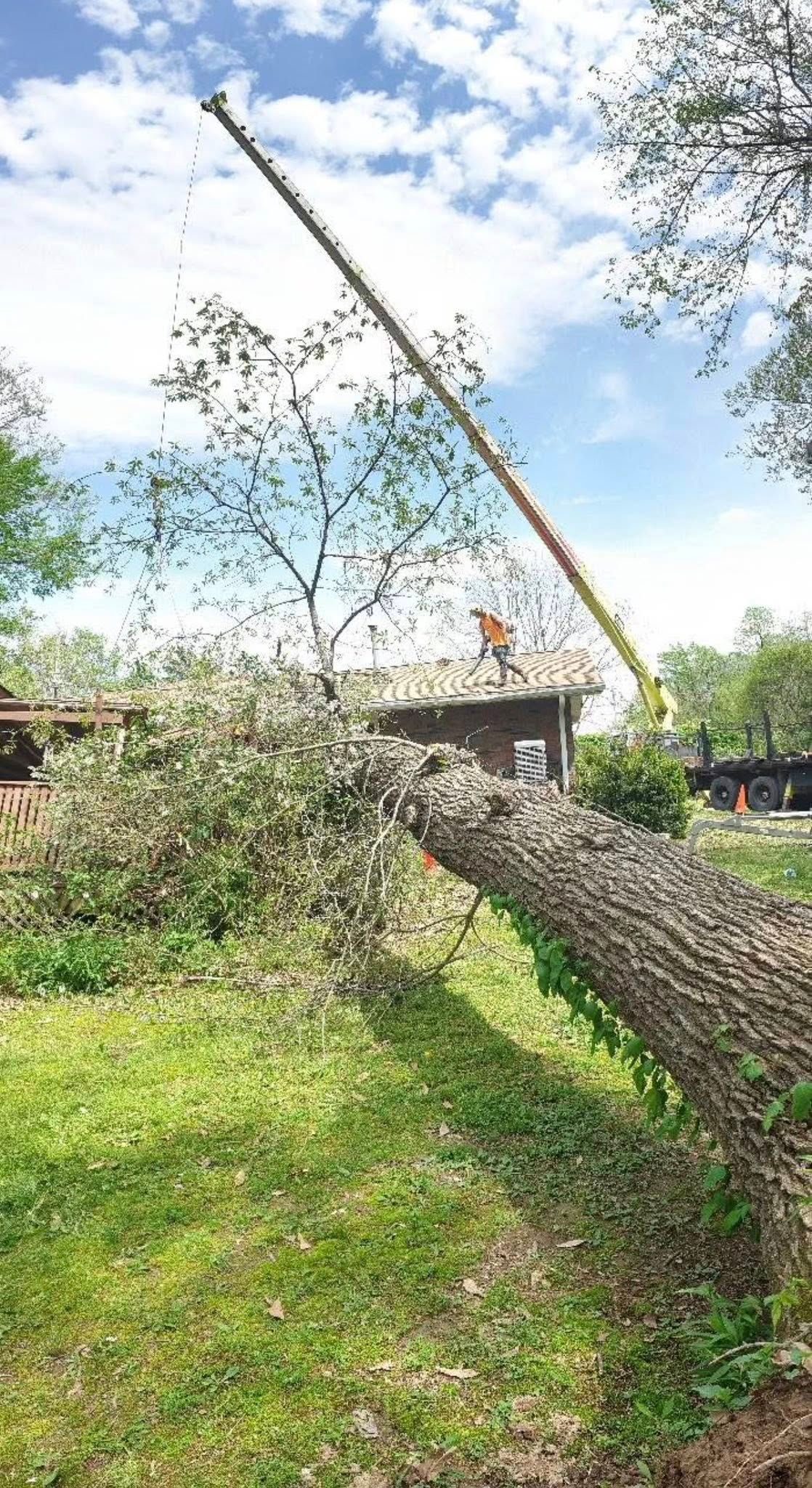 A fallen tree trunk is leaning across a grassy yard under a partly cloudy sky.