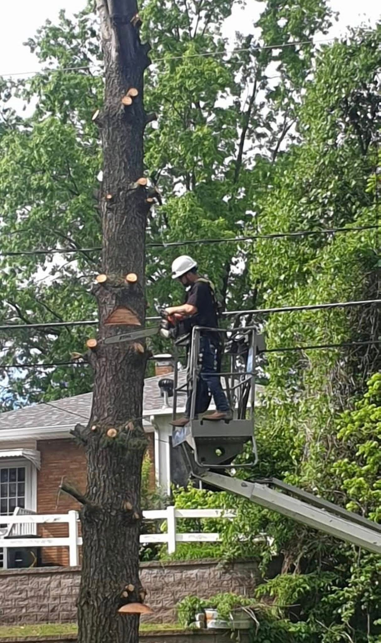 Tree service worker in a bucket truck trimming a large tree beside a house and white fence.