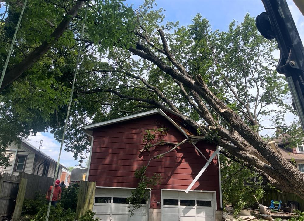 Tree branches on top of a red garage with white doors, a rope extends from the tree to the top left.