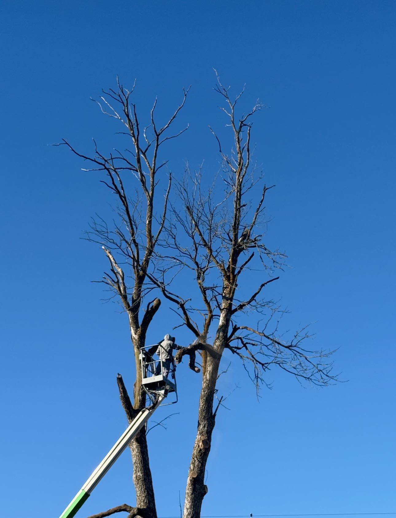 Man in a lift trimming a tall, bare tree against a bright blue sky.