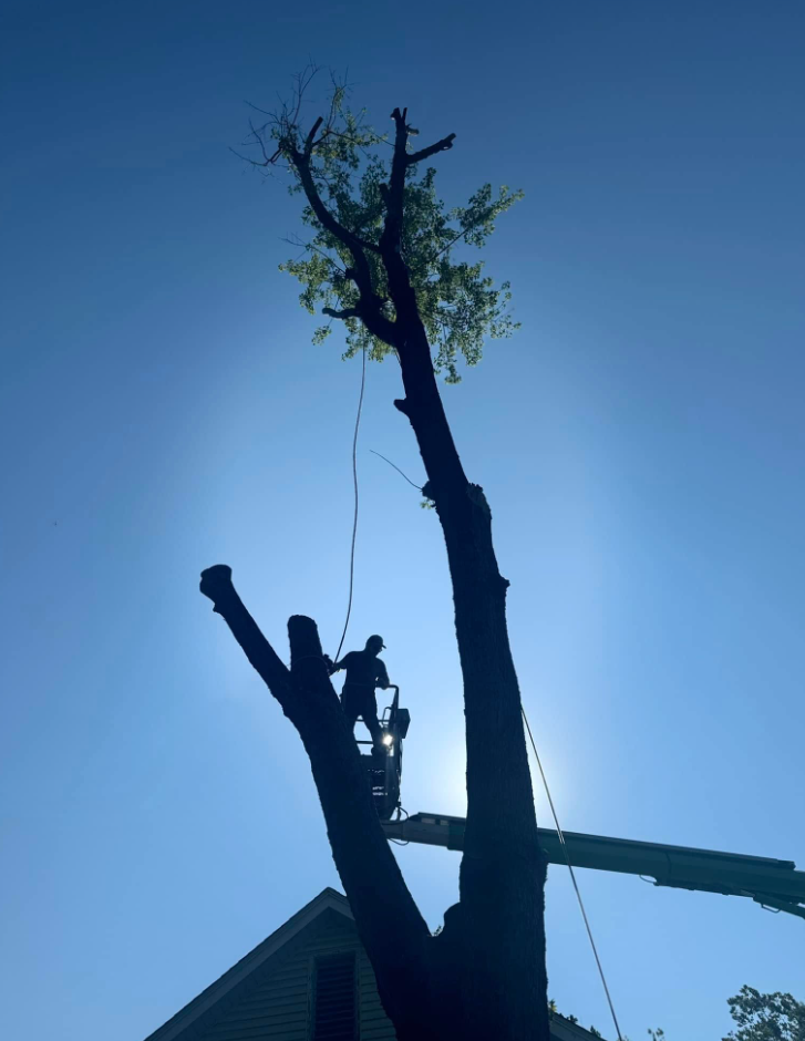 Silhouette of arborist in a tree, cutting branches against a bright blue sky.