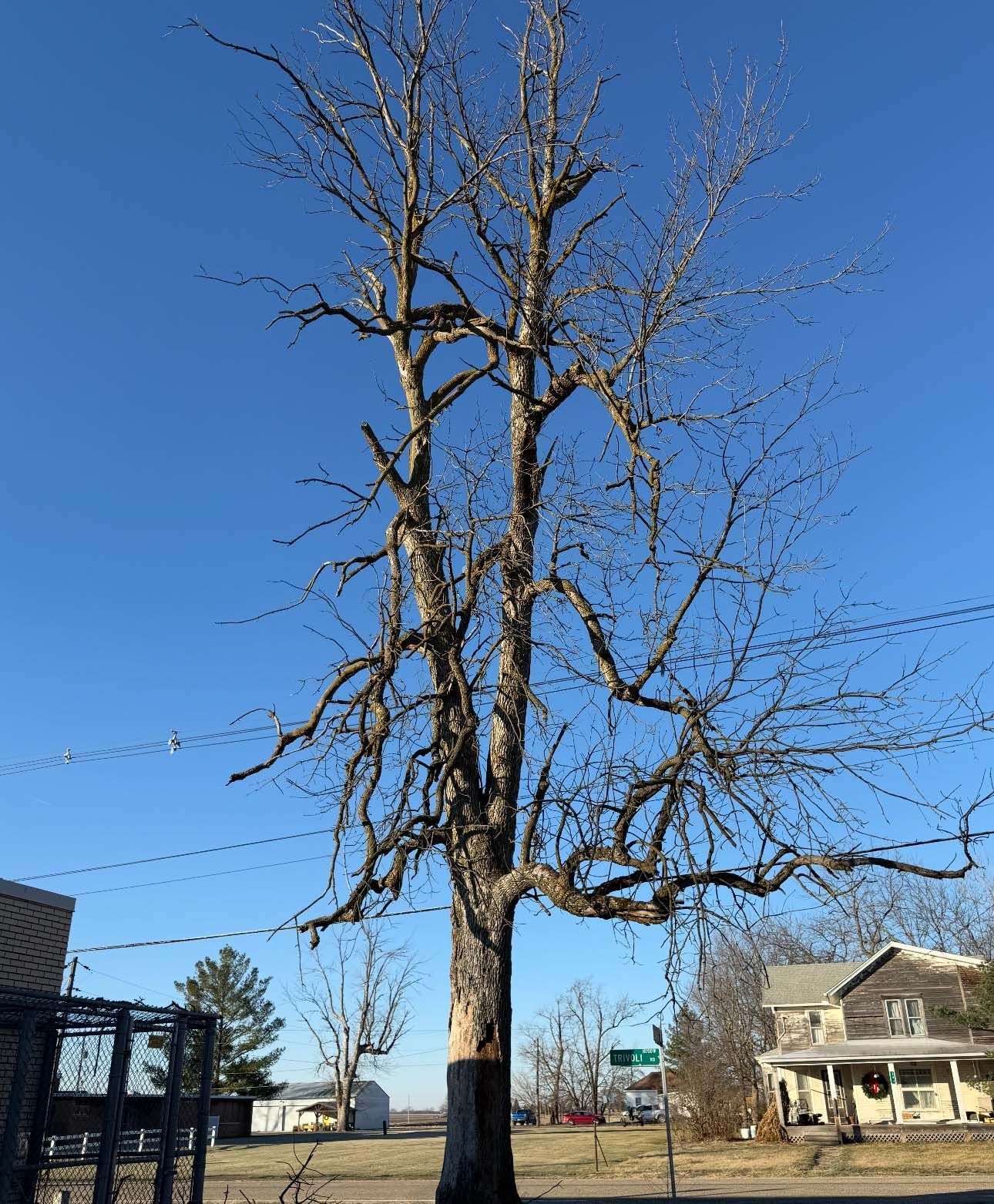 Bare tree with a split trunk against a clear blue sky in a residential setting.