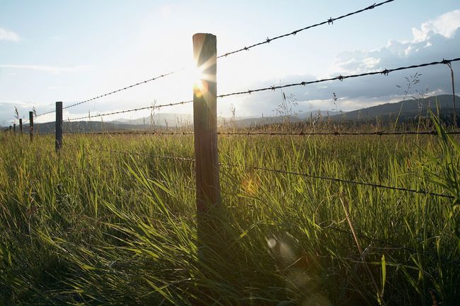 Sunlit fence posts and barbed wire in a grassy field at sunrise or sunset