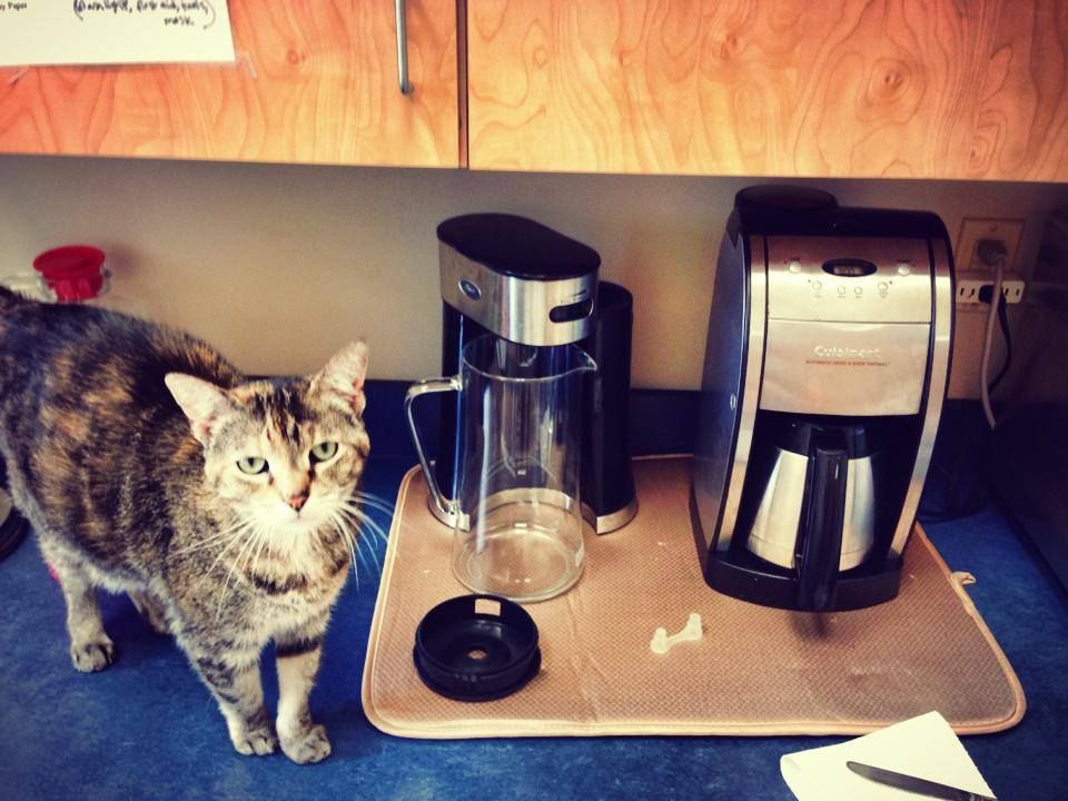 Cat standing on counter next to coffee makers