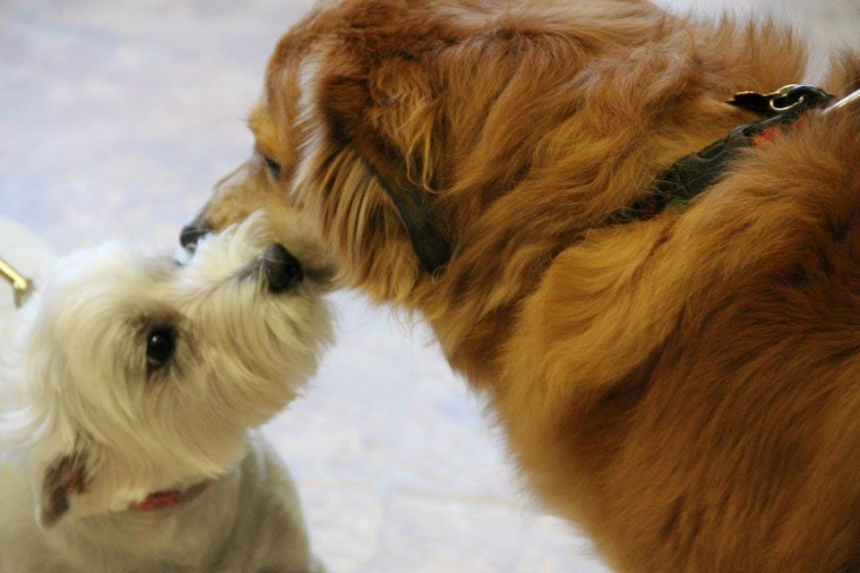 Two dogs smelling each other