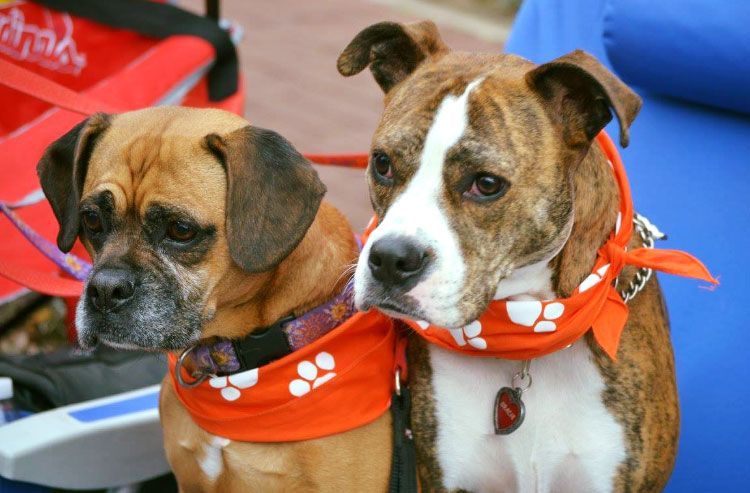 Two dogs in orange bandannas