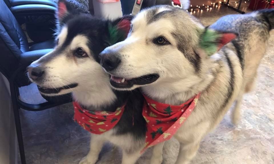 Two huskies wearing Christmas bandannas