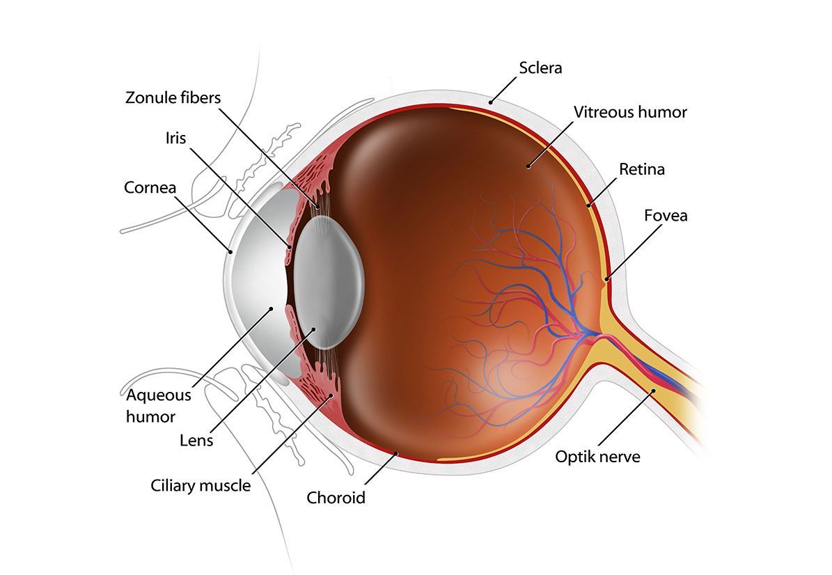 A diagram of the structure of the human eye