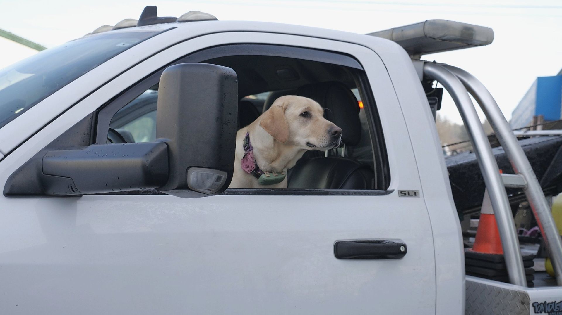 Golden Labrador dog sitting in the driver's seat of a tow truck, looking out the window.