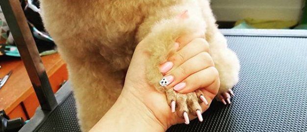 walk in nail trim for dogs near me