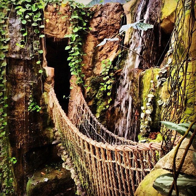 Rope bridge in a lush tropical ravine with mossy cliffs and hanging vines
