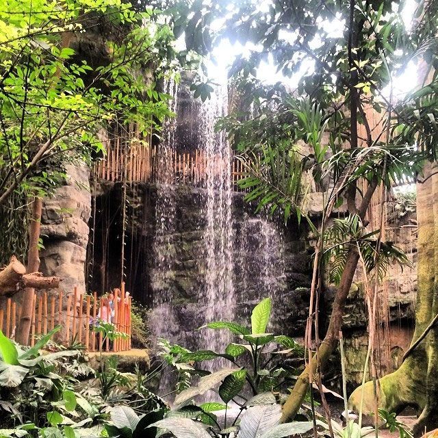 Lush tropical garden with a small waterfall cascading over rocks and dense green foliage