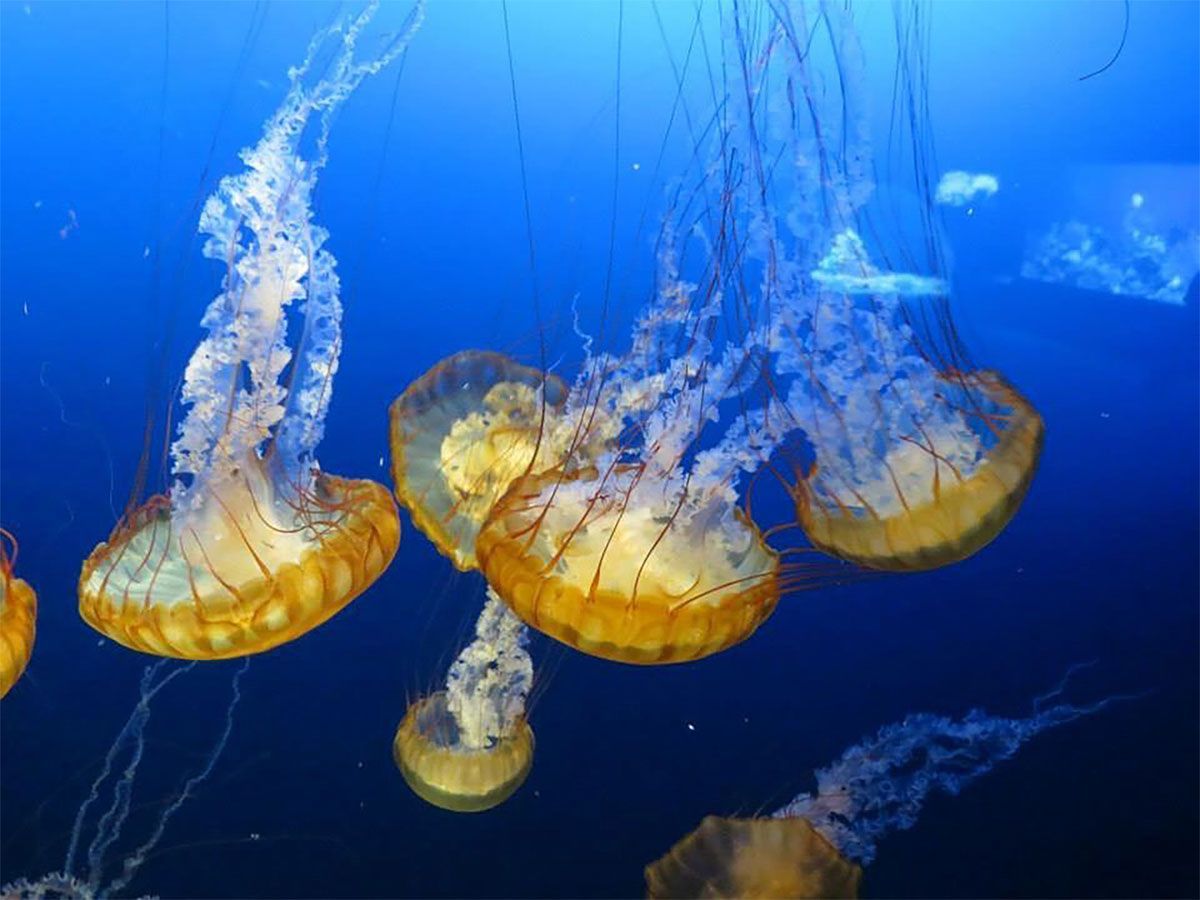 Several orange jellyfish drifting in blue underwater water with trailing tentacles