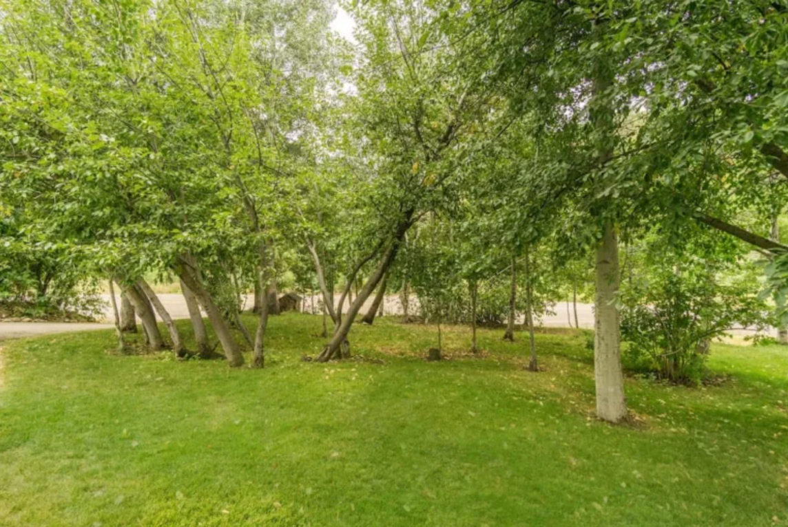 A lush green park with trees and grass on a sunny day
