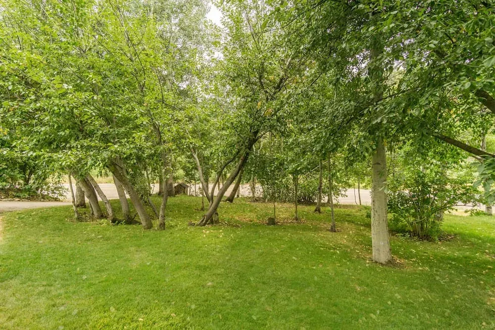 A lush green park with lots of trees and grass.