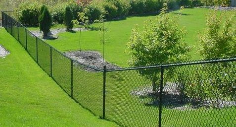 Green backyard with chain-link fence, trees, and shrubs on a sunny day