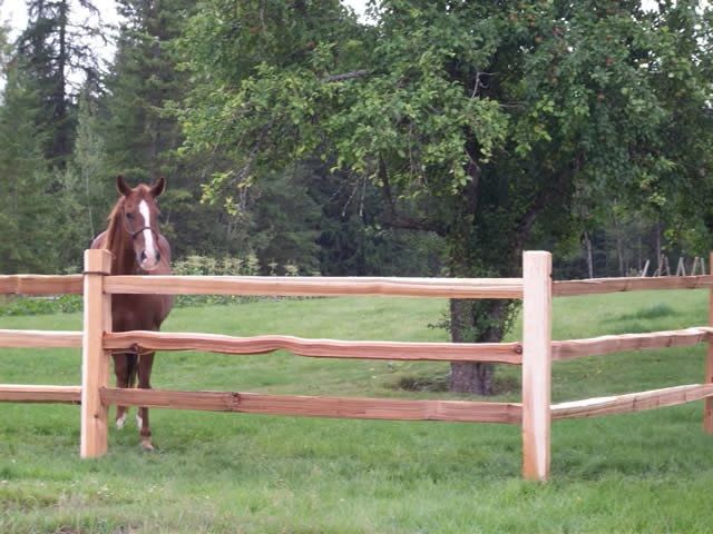 Brown horse standing behind a wooden fence in a grassy field with trees in the background