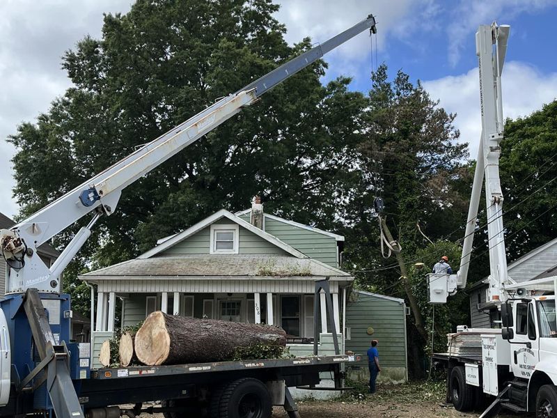 Mark's Stump Removal & Tree Service, LLC Tree Services South