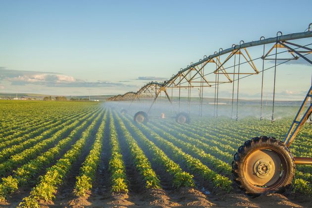Irrigation system watering a green field of crops under a blue sky.