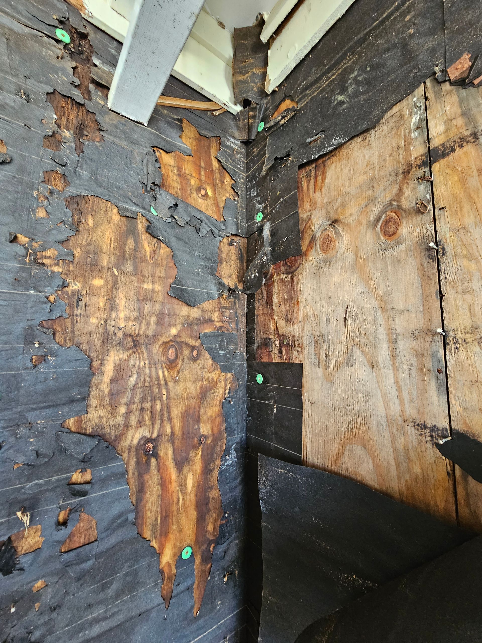 Water-damaged corner wall with peeling paint, exposed wood, and black mildew near the floor.