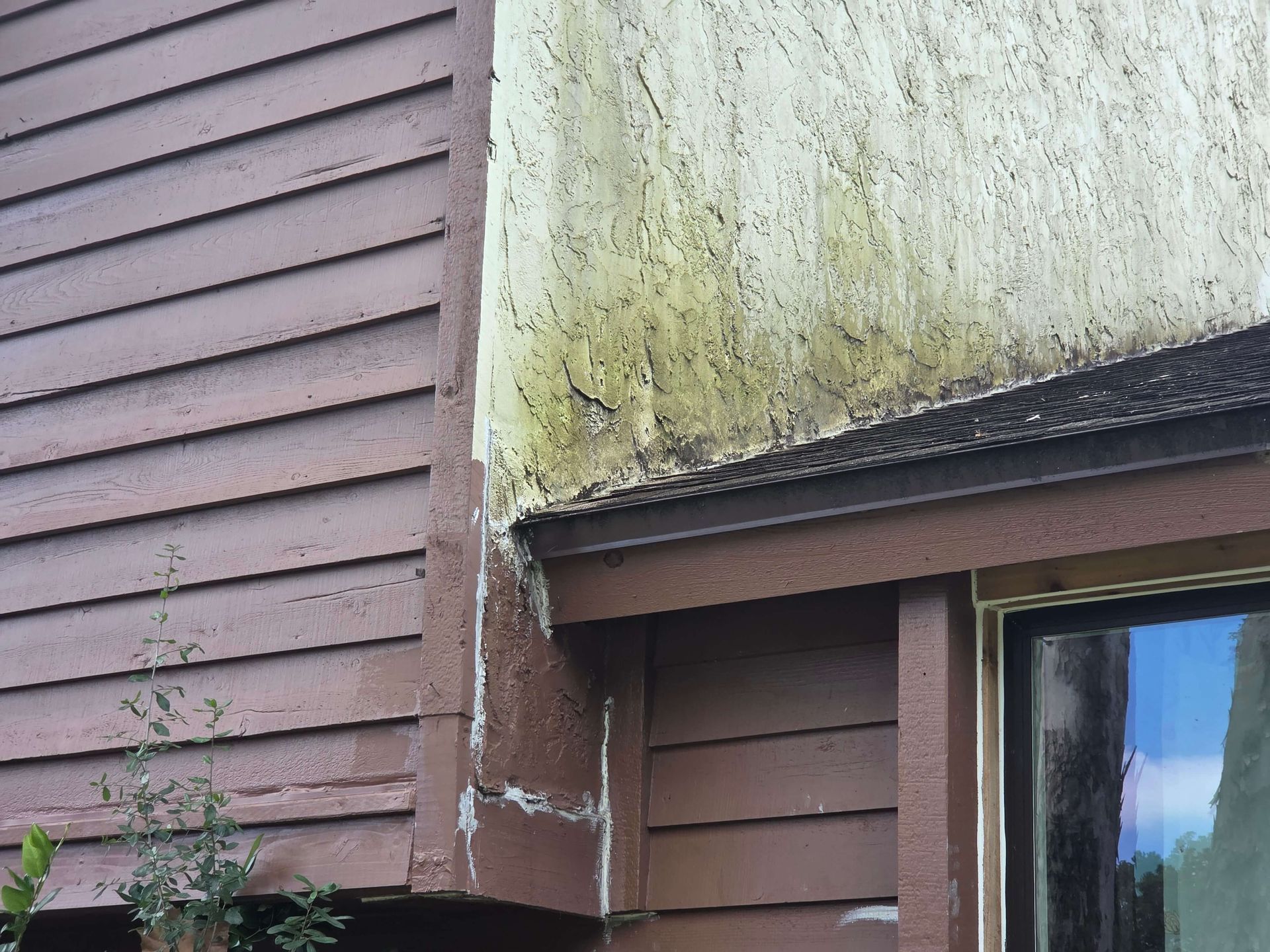 Weathered house exterior with green mold stains on siding and a brown roof edge above a window