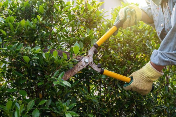 Person pruning a green bush with yellow-handled shears, wearing gloves, outdoors in sunlight.