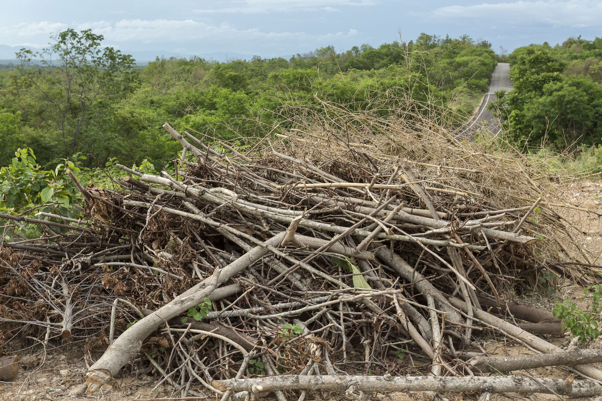 Pile of dry branches on the side of a road, with green trees in the background under a cloudy sky.